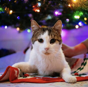 Rescue Domestic Short Hair Cats for Adoption in Lenexa, Kansas - Guinefort | PetCurious