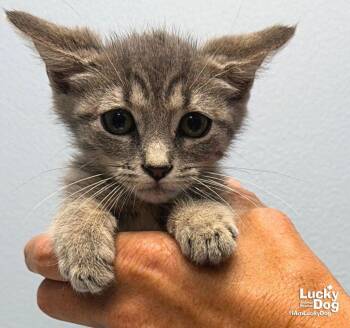 Ariel -  Domestic Short Hair Cat for Adoption in Washington, District Of Columbia - Ariel | PetCurious