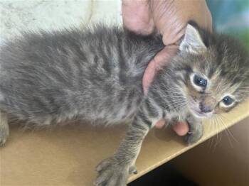 A658852 -  Domestic Short Hair Cat for Adoption in Houston, Texas - A658852 | PetCurious