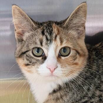 Popcorn -  Domestic Short Hair Cat for Adoption in Jefferson, Wisconsin - Popcorn | PetCurious