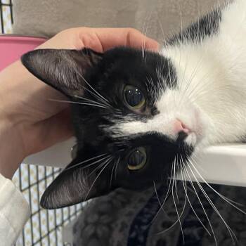 Muneca -  Domestic Short Hair Cat for Adoption in Chicago, Illinois - Muneca | PetCurious