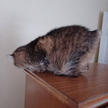 Katie -  Domestic Medium Hair Cat for Adoption in Drasco, Arkansas - Katie | PetCurious
