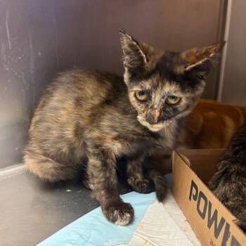 Garbage Gobliness -  Domestic Short Hair Cat for Adoption in Westminster, California - Garbage Gobliness | PetCurious
