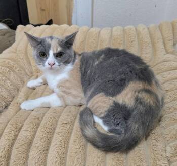 Calico Cats Available for Adoption - Dixie | PetCurious