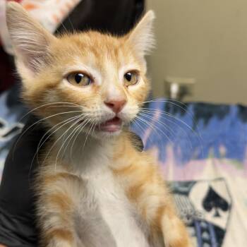 Marmalade -  Domestic Short Hair Cat for Adoption in Lakewood, Colorado - Marmalade | PetCurious