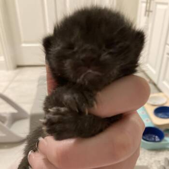 Riley -  Domestic Short Hair and Mixed Breed Cat for Adoption in Lewisville, Texas - Riley | PetCurious