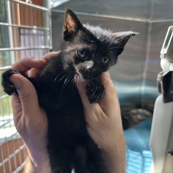 Domestic Short Hair Cats Available for Adoption in Greensboro, North Carolina - Billy Club | PetCurious