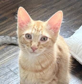 Dorito (bonded to Creamsicle) -  Domestic Short Hair Cat for Adoption in Fort Worth, Texas - Dorito (bonded To Creamsicle) | PetCurious
