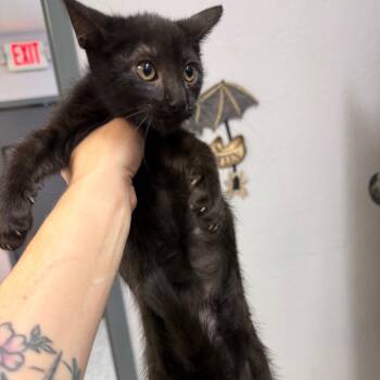 Rescue Domestic Short Hair Cats for Adoption in Port Charlotte, Florida - Augusta Gein | PetCurious