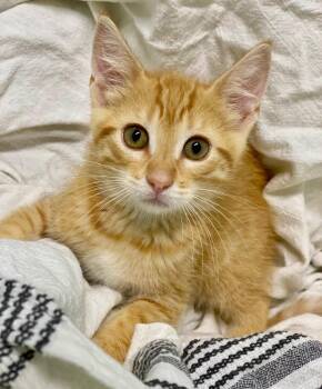 Sunshine -  Domestic Short Hair Cat for Adoption in Decorah, Iowa - Sunshine | PetCurious