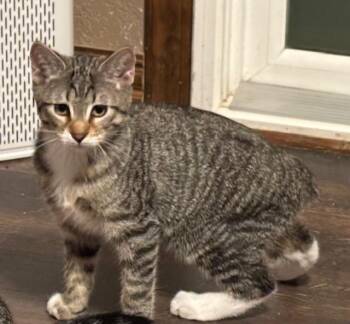 Domestic Short Hair and Tabby Cats Available for Adoption - Mr. Puzzle | PetCurious