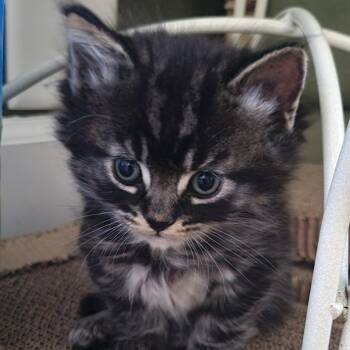Bacon (Purple) -  Domestic Medium Hair Cat for Adoption in Keizer, Oregon - Bacon (Purple) | PetCurious
