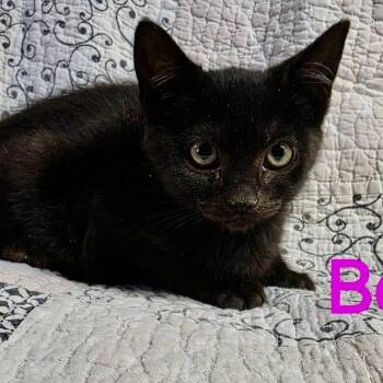 Bella -  Domestic Short Hair Cat for Adoption in NEW PT RICHEY, Florida - Bella | PetCurious