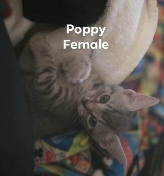 Poppy -  Domestic Short Hair Cat for Adoption in Darien, Georgia - Poppy | PetCurious