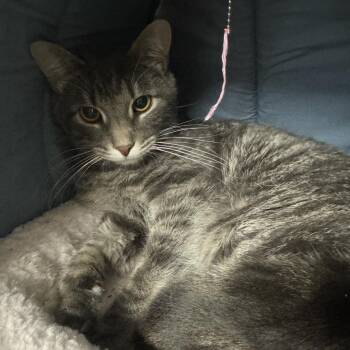 Rescue Domestic Short Hair Cats for Adoption in Bloomfield, New Jersey - Stitch | PetCurious