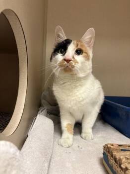 Domestic Short Hair Cats Available for Adoption in Quakertown, Pennsylvania - Texas Roadhouse | PetCurious