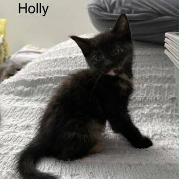 Rescue Domestic Short Hair Cats for Adoption in South Riding, Virginia - Holly | PetCurious