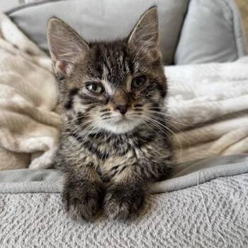 Domestic Short Hair Cats Available for Adoption in Normal, Illinois - Jelly Bean | PetCurious