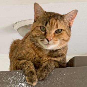 Maggie May -  Domestic Short Hair Cat for Adoption in Huntsville, Alabama - Maggie May | PetCurious