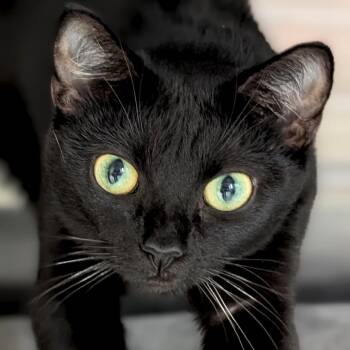 Rescue Domestic Short Hair Cats for Adoption in Jefferson, Wisconsin - Maple - Reduced Fee! | PetCurious