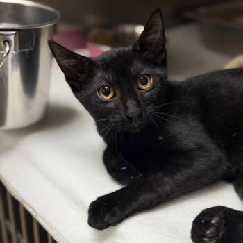 Wren -  Domestic Short Hair Cat for Adoption in Fort Smith, Arkansas - Wren | PetCurious
