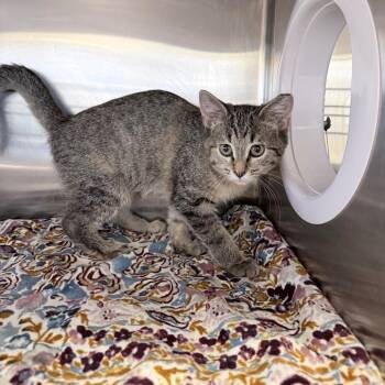 Bingo -  Domestic Short Hair Cat for Adoption in Knoxville, Tennessee - Bingo | PetCurious
