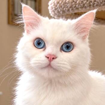 CHIFFON - PERSIAN DOLL -  Persian Cat for Adoption in Oakwood, Georgia - CHIFFON - PERSIAN DOLL | PetCurious
