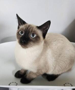 Beau -  Domestic Short Hair Cat for Adoption in Cleveland, Tennessee - Beau | PetCurious