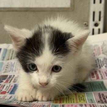 Shark-bait -  Domestic Short Hair Cat for Adoption in Yuma, Arizona - Shark-bait | PetCurious