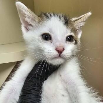 Domestic Short Hair Cats Available for Adoption in Las Cruces, New Mexico - FrenchToast | PetCurious