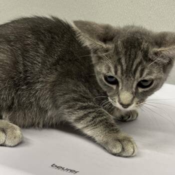 Barbie -  Domestic Short Hair Cat for Adoption in Tampa, Florida - Barbie | PetCurious