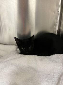 Raven -  Domestic Short Hair Cat for Adoption in Marietta, Georgia - Raven | PetCurious