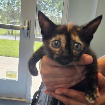 Wonder -  Domestic Short Hair Cat for Adoption in Greensboro, North Carolina - Wonder | PetCurious