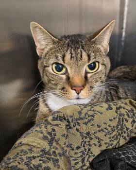 Domestic Short Hair Cats Available for Adoption - Charlie | PetCurious