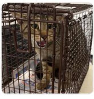 Mr.Biggums -  Domestic Short Hair Cat for Adoption in West Chester, Pennsylvania - Mr.Biggums | PetCurious