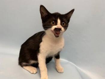 Laurel -  Domestic Short Hair Cat for Adoption in Woodbury, Minnesota - Laurel | PetCurious