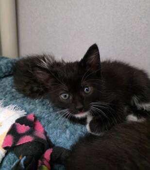 Domestic Short Hair Cats Available for Adoption in Seattle, Washington - Bravo | PetCurious