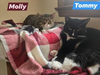 Rescue Domestic Short Hair Cats for Adoption in Bridgewater, New Jersey - MOLLY And TOMMY | PetCurious