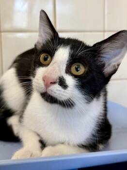 Biscuits -  Domestic Short Hair Cat for Adoption in San Antonio, Texas - Biscuits | PetCurious