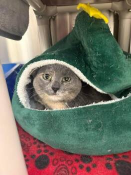 Domestic Short Hair Cats Available for Adoption - Ella | PetCurious