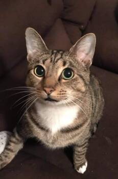 Rescue Domestic Short Hair Cats for Adoption in Greenville, South Carolina - Walter | PetCurious