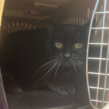 Rescue Domestic Short Hair Cats for Adoption in Fairport, New York - Pepsi | PetCurious