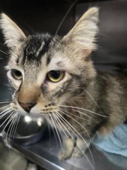 Domestic Medium Hair and Domestic Short Hair Cats Available for Adoption in Roseville, California - Wolfie | PetCurious