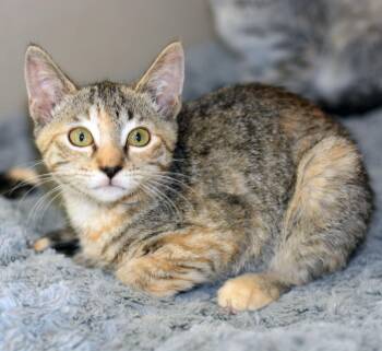 Rescue Tortoiseshell Cats for Adoption in San Clemente, California - GRACE | PetCurious