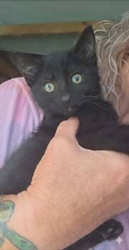 stella -  Domestic Short Hair Cat Available for Adoption in Olney, Illinois - Stella | PetCurious
