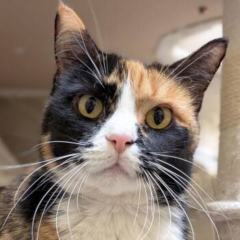Boots - Adoption Fee Paid -  Domestic Short Hair Cat for Adoption in Jefferson, Wisconsin - Boots - Adoption Fee Paid | PetCurious