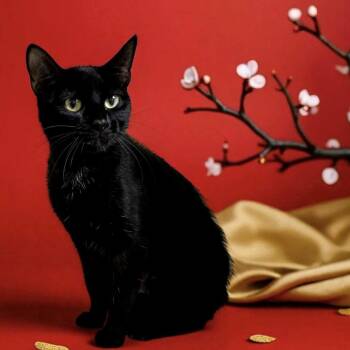 Domestic Short Hair Cats Available for Adoption - Jasmine | PetCurious