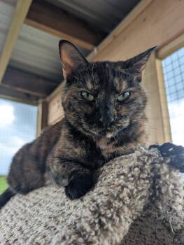 Rescue Domestic Short Hair Cats for Adoption in Chuckey, Tennessee - Louise-CT | PetCurious