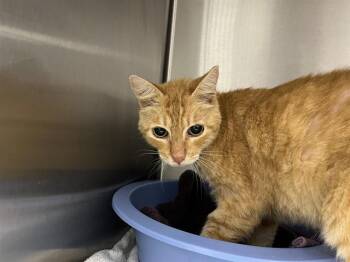 TOM -  Domestic Short Hair Cat for Adoption in Ocala, Florida - TOM | PetCurious