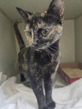 Taurence -  Domestic Short Hair Cat for Adoption in Westland, Michigan - Taurence | PetCurious